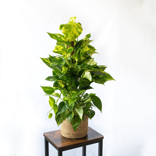 El Pothos es una planta trepadora muy agradecida por sus fáciles cuidados y su velocidad de crecimiento.