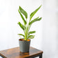 AVE DEL PARAÍSO NATURAL o Strelitzia Reginae es una planta muy decorativa, es apta para colocarla en interiores y exteriores.