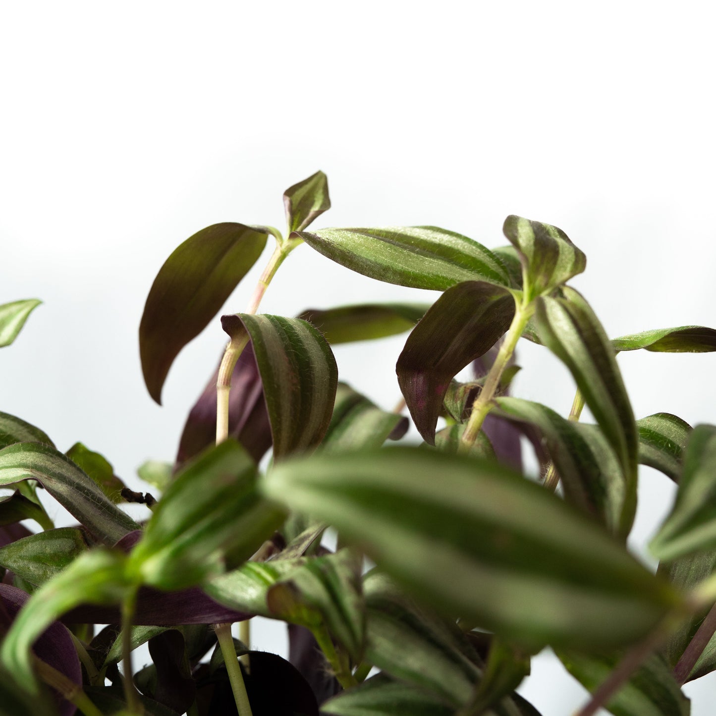 Tradescantia Zebrina tiene hojas verdes y plateadas por la parte superior y moradas por la parte inferior.