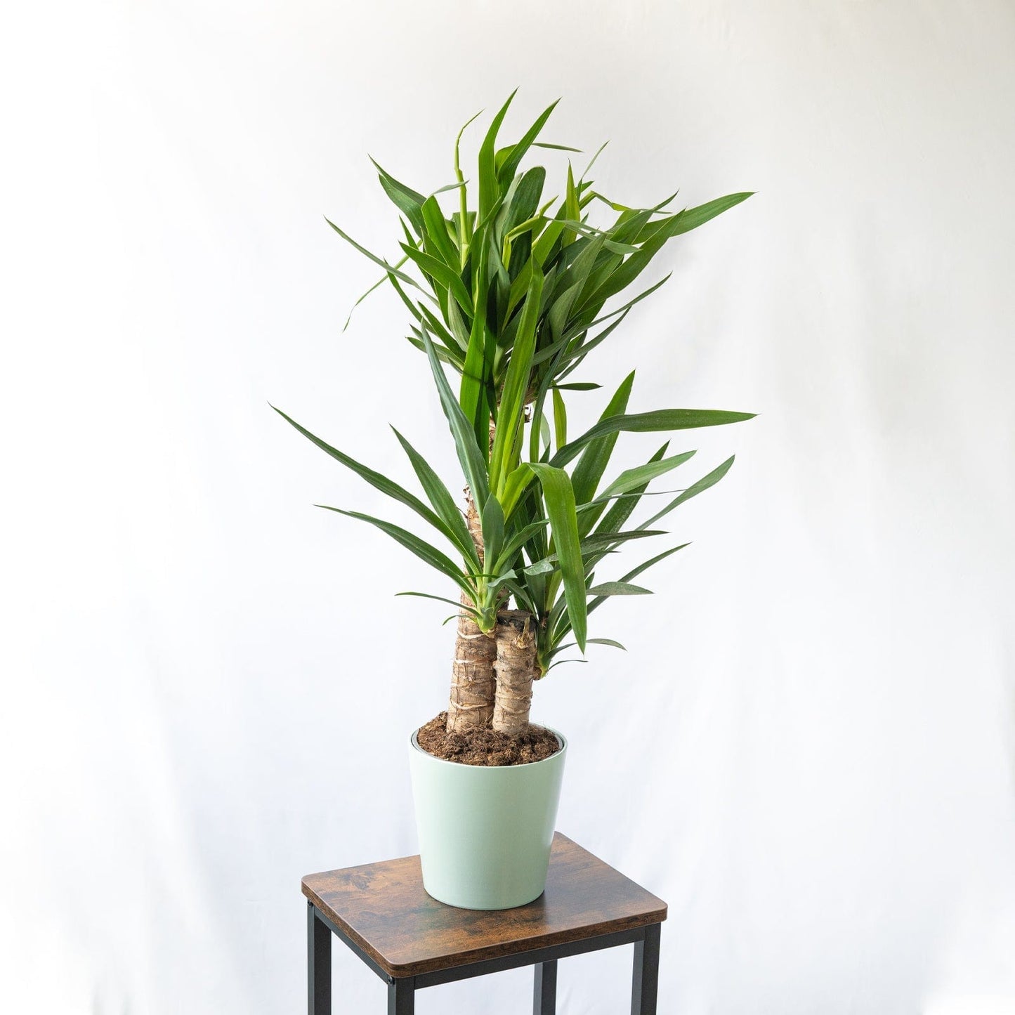 Yuca dos troncos o Yucca Elephantipes es es una planta de interior muy decorativa y exótica.
