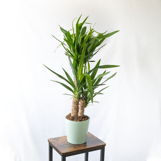 Yuca dos troncos o Yucca Elephantipes es es una planta de interior muy decorativa y exótica.