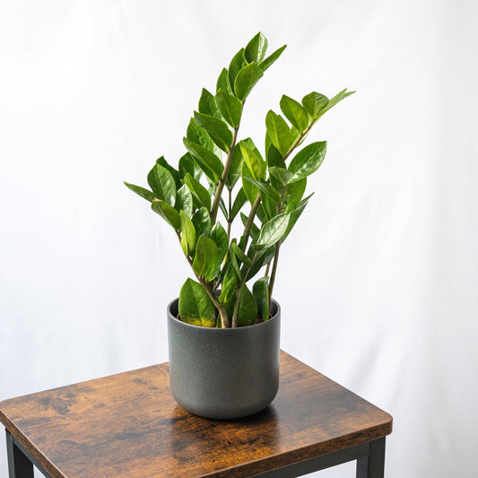Zamioculca o Zamioculcas Zamiifolia es una de las plantas más fáciles de cultivar en casa.