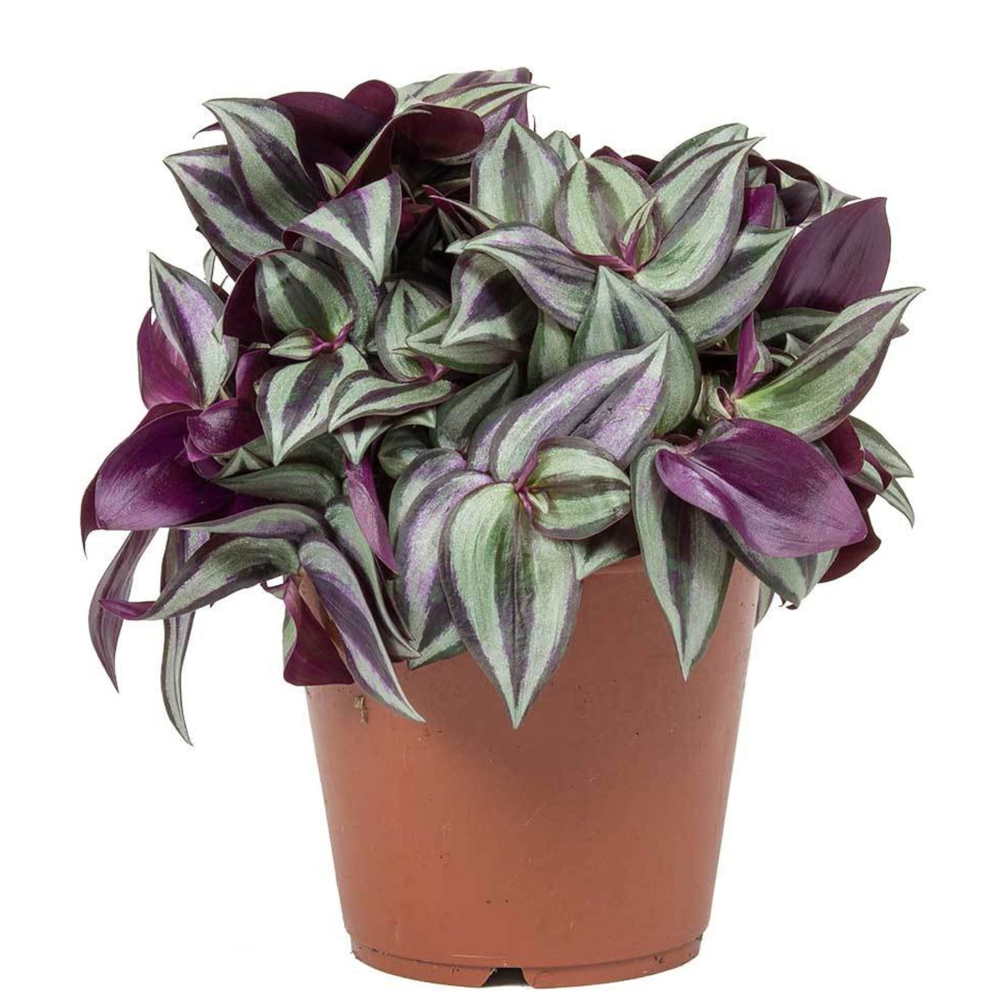 Tradescantia Zebrina es una planta muy agradecida ya que no es muy dificil de cuidar y crece a una velocidad considerable.